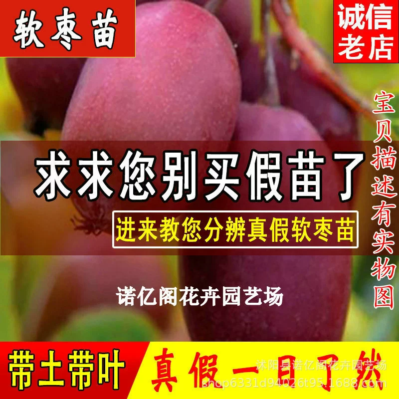 Высокая сладость и холодная переносимость Actinidia arguta Рассада фруктового дерева Сеянка плодоношения Actinidia Плодовая рассада Посадка в Южной и Северной