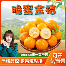 【严选】广西融安脆蜜金桔 代发3斤三代脆甜桔子当季甜蜜孕妇水果