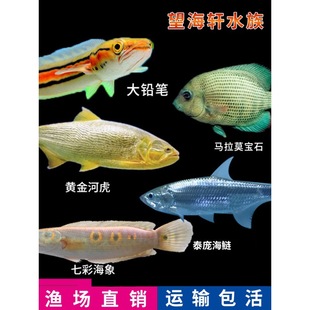 �߲ʺ����~�U�P�~̩����ɏ�R��Ī��ʯ�S��ӻ��~�����^�p�~���w