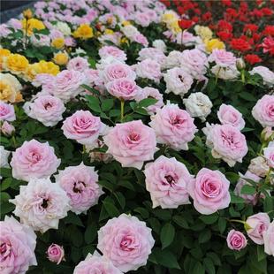 ��֭�̨���ԚW��õ�廨���zȸ�������������Ů���ʯõ������