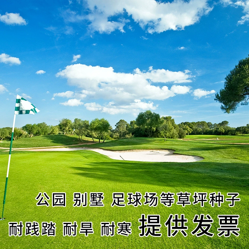 Семена газона вечнозеленая морозостойкая Обрезка зеленой кожи семена ржи Защита сада склона