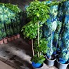 Happy Tree Green Plant wholesale multi -layer green interior office hotel shape is easy to live, live, dry and bright