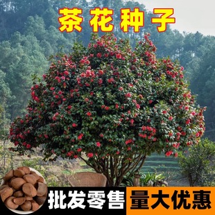 �²ɲ軨�N���Ͳ�N��ɽ�軨�N���ӻ���ͥԺ�@�־G���Nֲ�軨�N