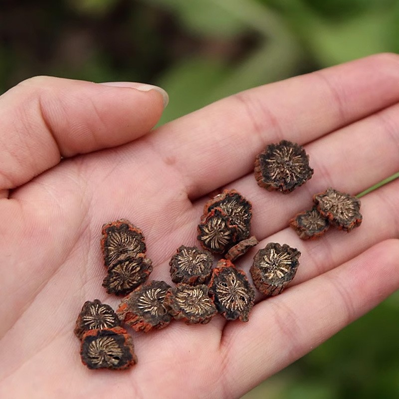 Purple Danshen Root Tea Grade Dan Shen Salvia miltiorrhiza Dried Slices 500g for Herbal Decoction and Daily Tea specifications