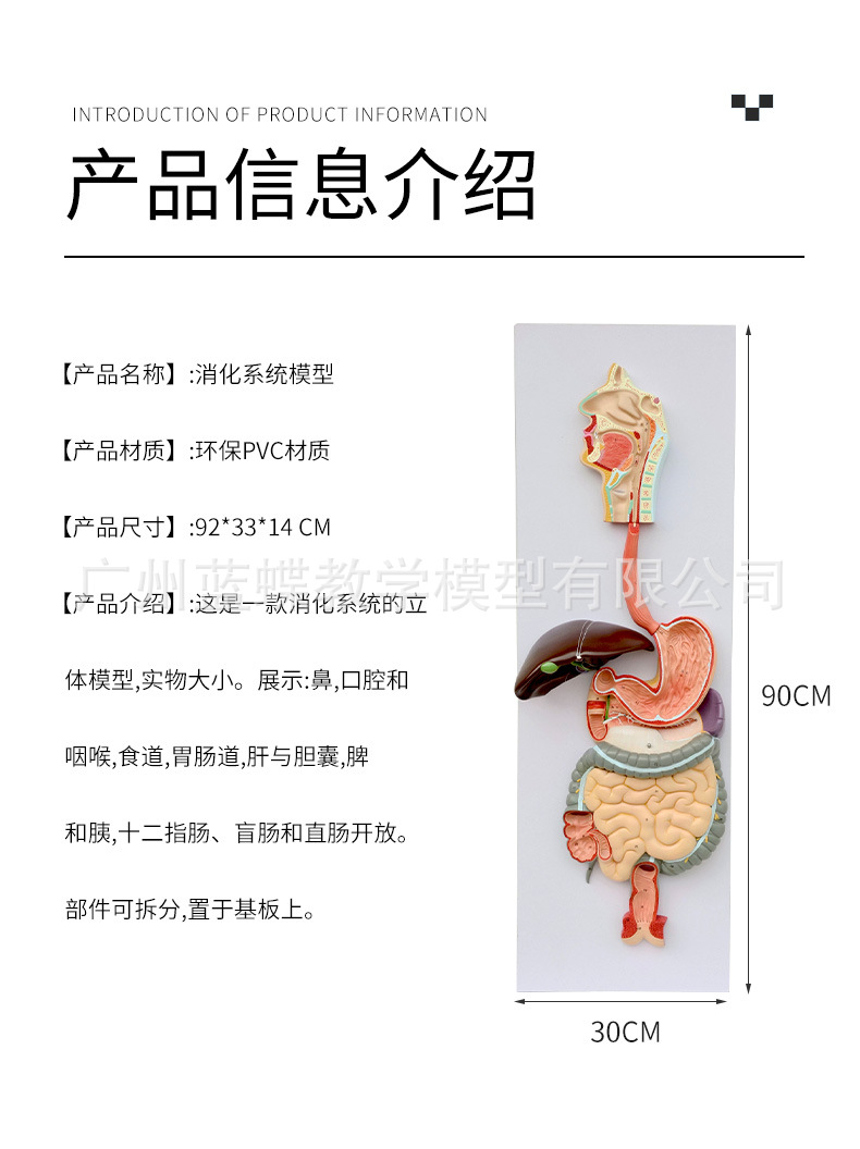 消化系统解剖模型 人体消化系统解剖模型 肝模型 胃模型大肠模型-阿里巴巴