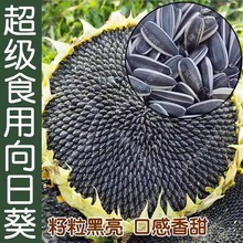 食用向日葵种孑大粒瓜子种籽向日葵种子高产蔬菜葵花籽种