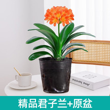 �ļ������m���Ԏ������͏d�Gֲ��������Ʒ���F�m����ֲ���҃ȶ���