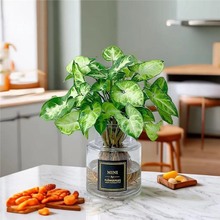 【网红绿精灵】净化王客厅室内懒人水培植物办公室桌面绿植盆栽花