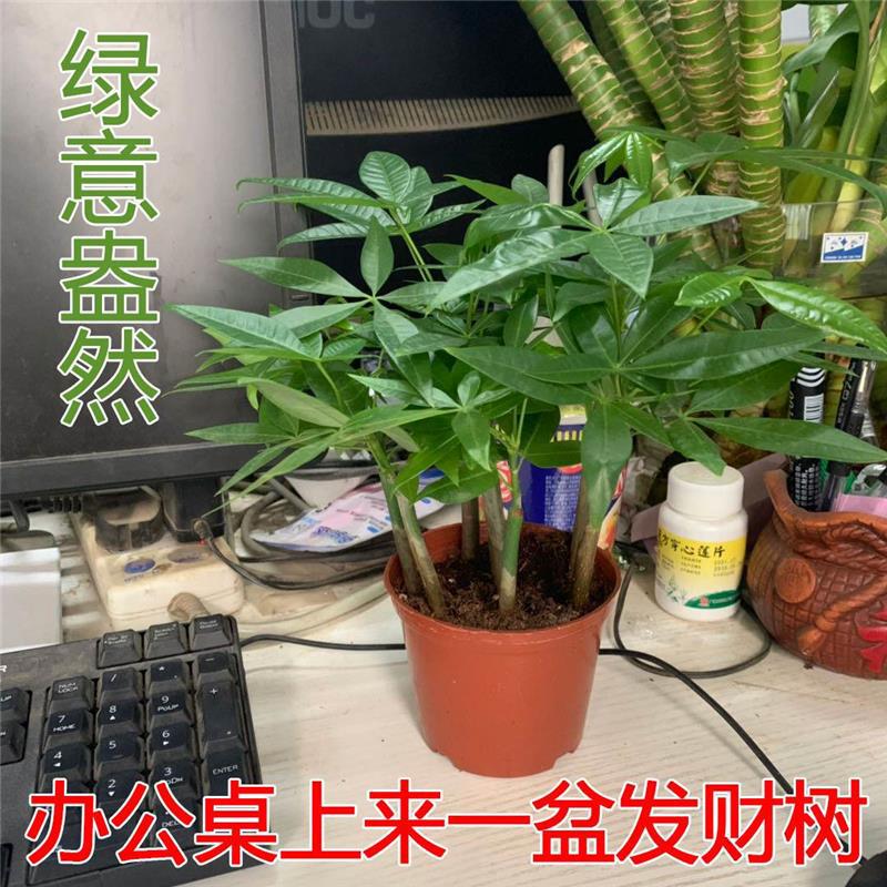 详情图