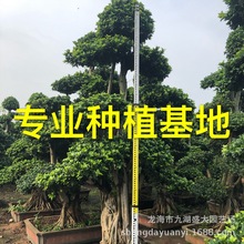 福建批发广西造型榕树桩景报价 小叶榕树桩盆景 小叶榕桩头价格