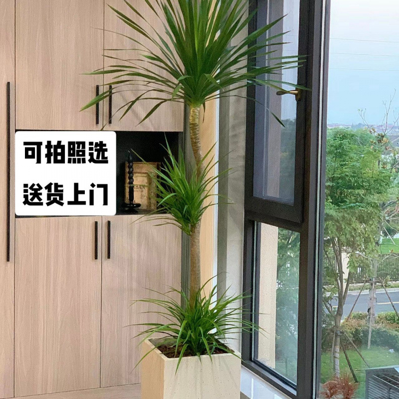 Styling Dragon Blood Tree Living Room Green Plant Office Large Green Plant Potted Dragon Tree Easy to Grow Plant Real Dragon Iron Tree