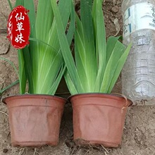 鸢尾苗 水生花卉池塘绿化植物黄花鸢尾 水生湿地绿化植物鸢尾花