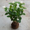 White street jasmine tea, flowerpot four seasons for gazebo, plant lamp