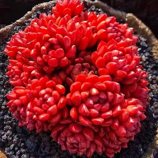 tʯ^GֲBֲMkԄ⻨ЇL