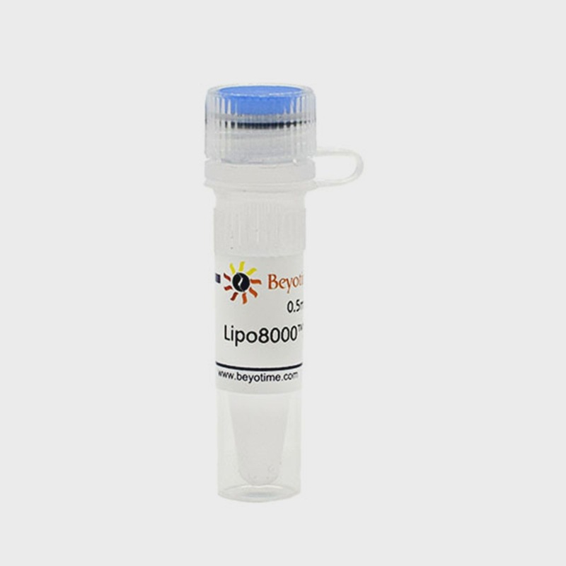 C0533-0.5ml Lipo8000™转染试剂Transfection Reagent碧云
