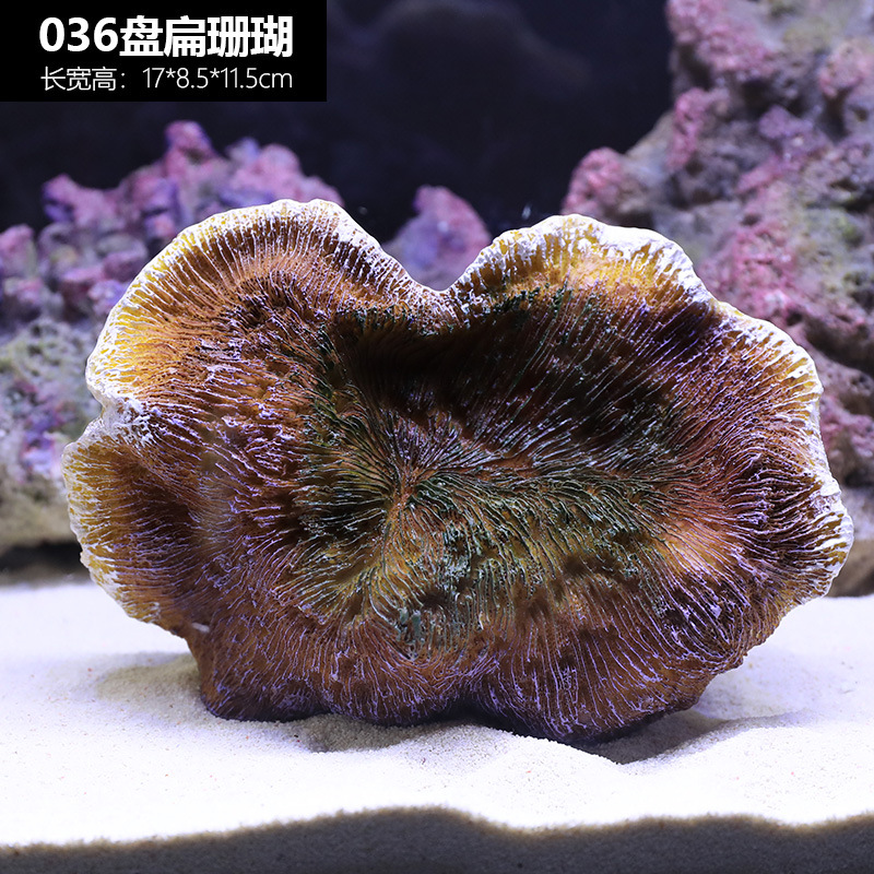珊瑚036