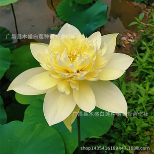 Wholesale Moling Autumn Color Bowl Lotus Ornamental Lotus Medium and Large Potted Pond Planting Lotus and Lotus Root