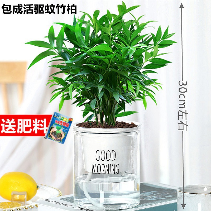 모기퇴치대나무, 편백나무 10개 + [굿모닝 세면대] + 영양액