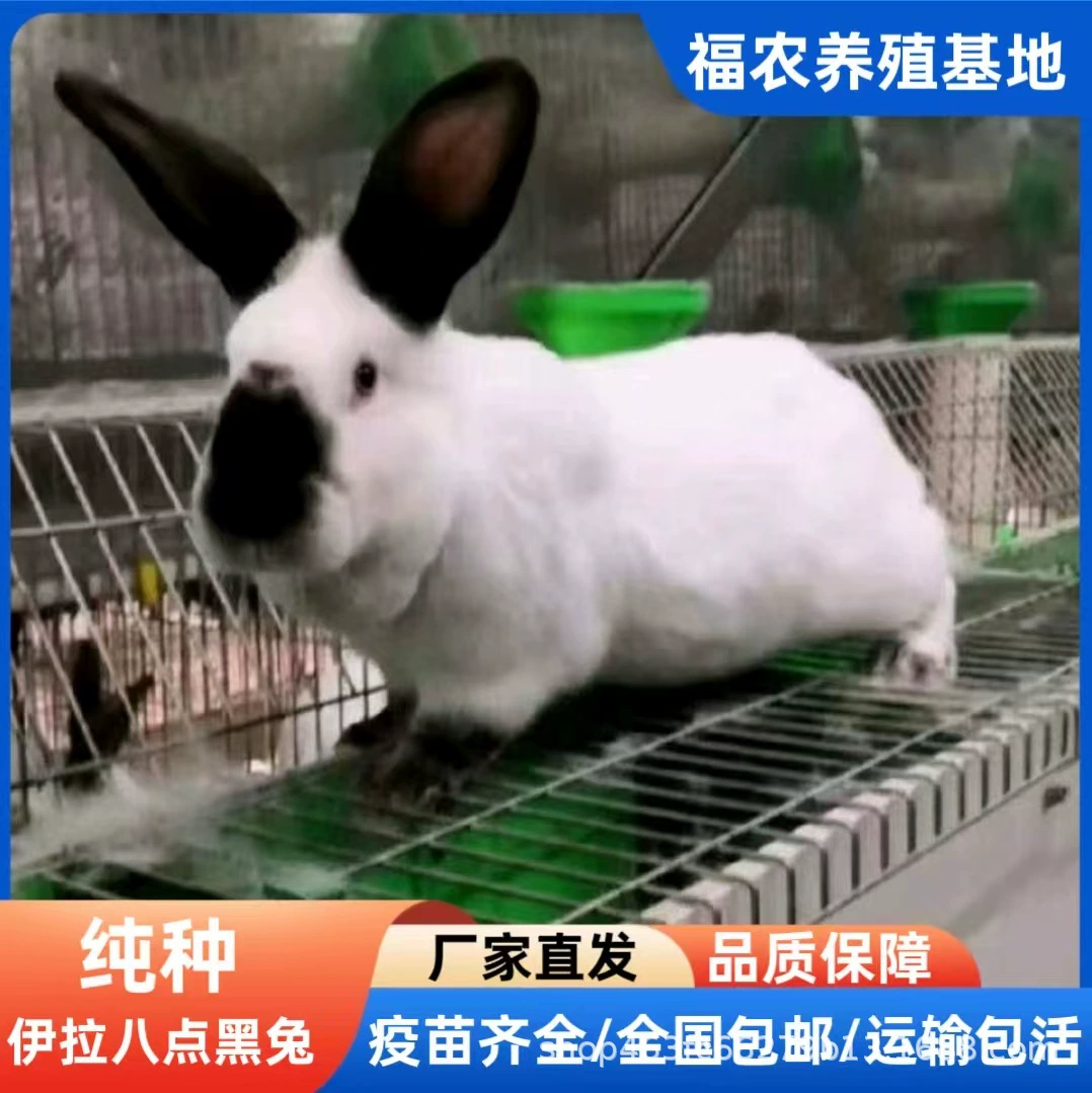 Оптовая продажа кроликов породы Ира, мясных кроликов, кроликов для разведения по оптовым ценам, большие партии восьмиколосных черных кроликов с ферм Шаньдуна.