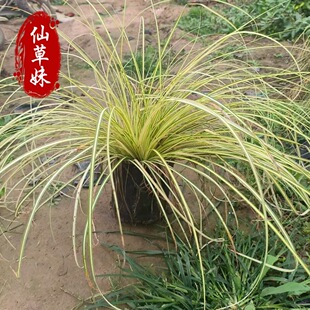 Grass Flower Base Wholesale Golden Leaf Sedges Seedlings Ornamental Plants Foliage Plants Colorful Leaves Ground Cover Plants Aquatic Sedges