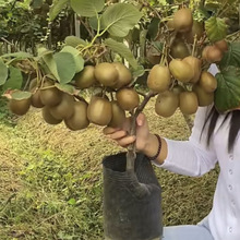 猕猴桃树果苗红心软枣徐香弥猴桃苗公母同株南方北方奇异果猕猴苗