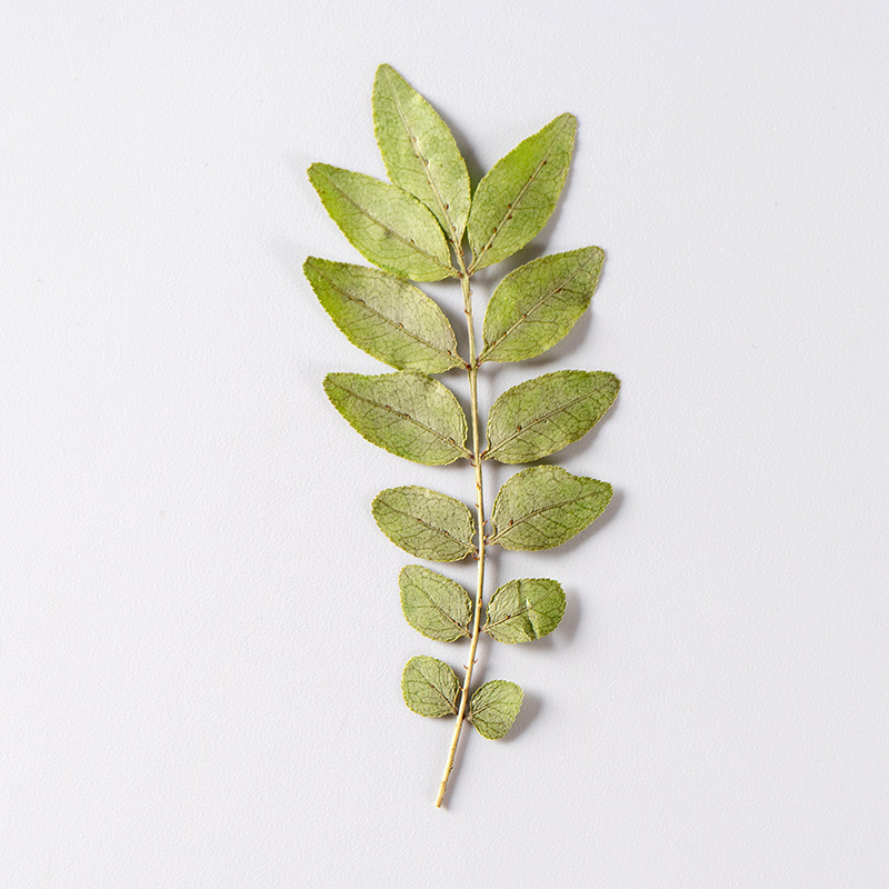 コショウの木の乾いた花の押し花は顔の装飾の花の真葉の植物の標本の真葉の真花のdiy材料を貼ります。|undefined