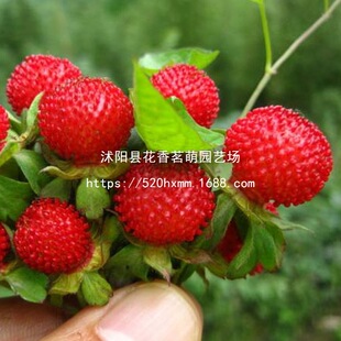 ��ݮ�N��Ұ��ݮ���ݲ���������צ�L�����̨�ɲ�����Ұ����ݮ�N��