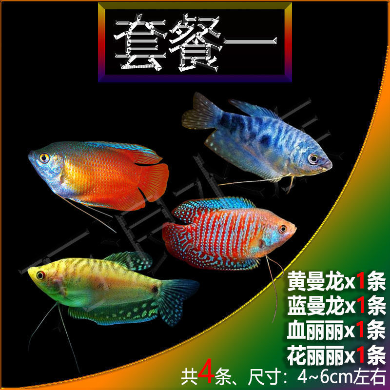 Ornamental fish Viviparous Peacock Pteris Black and red Swordfish Guppy clean living thing