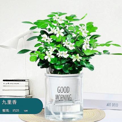 Jasmine plantación en maceta verde interior bonsai tofu hoja verde de desformaldehído sala de estar plantación de escritorio verde perenne cuatro estaciones aire purificado image 23