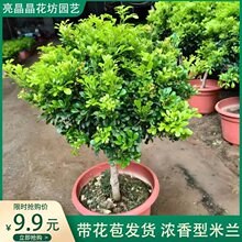 ���m�����Ԫ��U��������ˮ���m�Ϙ��҃ȝ����ļ��_��ֲ�ﻨ�ܻ���