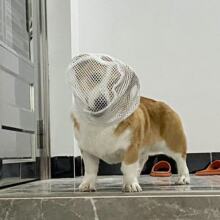 大型犬专用嘴套狗狗防咬人乱吃东西误食防舔网金毛纱头套面罩嘴罩