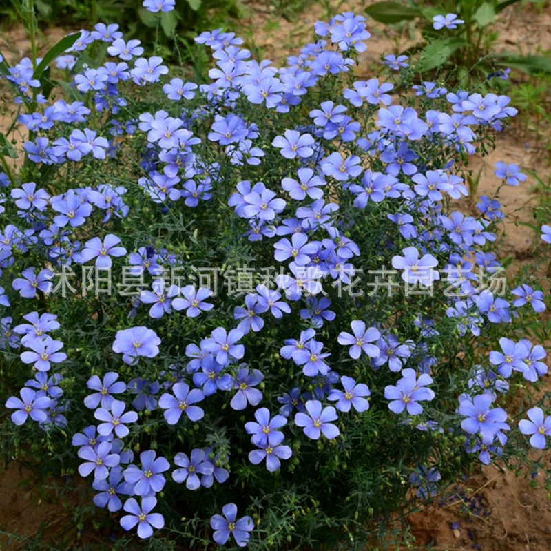 Синие семена цветов льна многолетние фасоли твист цветок семена многолетние двор горшок балкон синий фиолетовый цветок семена