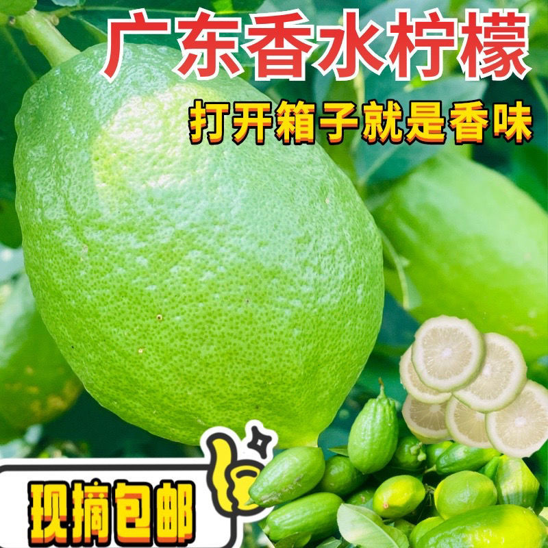 柠檬闪电发货广东香水商用清香无籽广东香柠檬奶茶店新鲜厂家批发