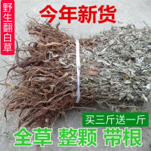 2020年翻白草番百草整颗带根新鲜搭配地骨皮茶100g包邮