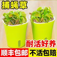 捕蝇草盆栽超大猪笼草茅膏菜食人花食虫绿植物水培驱蚊捕虫草趣味