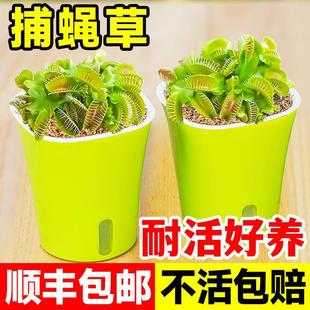 ��ω�����Գ����i�\��é���ʳ�˻�ʳ�x�Gֲ��ˮ����ò��x��Ȥζ