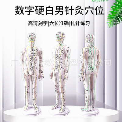 中医针灸经络穴位人体针灸模型全身模特图扎针练习数字硬白60cm|ms
