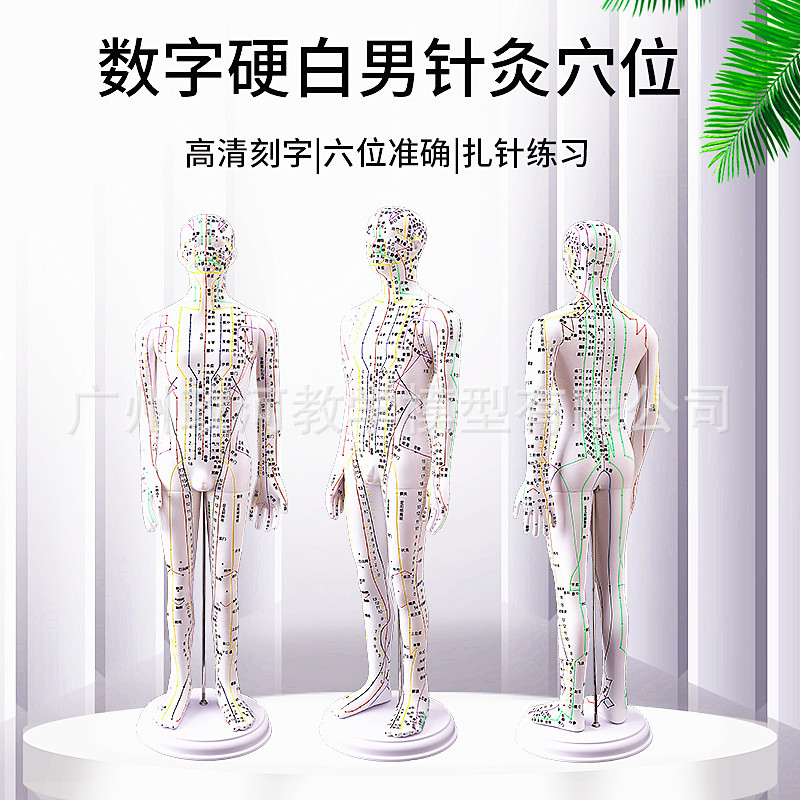 中醫針灸經絡穴位人體針灸模型全身模特圖紮針練習數字硬白60cm