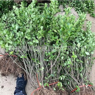 �������N�G����ľ ���� 40���ָ� �z�|�lì����@��ͥԺ�G��ֲ��