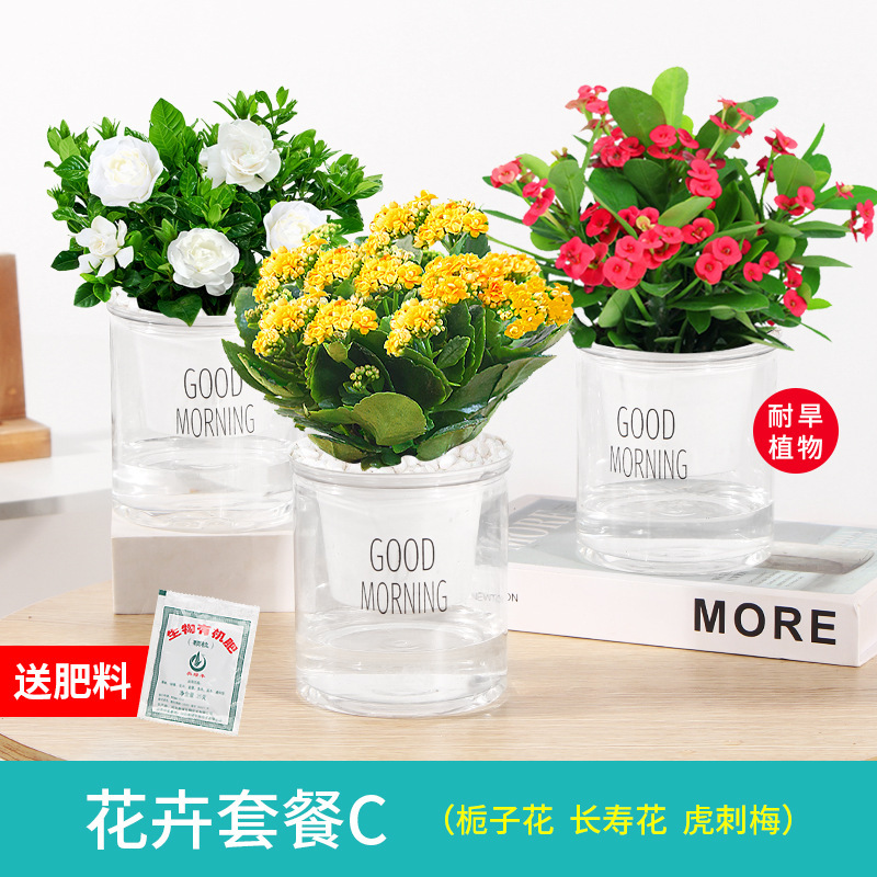 인터넷 연예인 치자나무 3그릇 + 장수꽃 + 호랑이가시자두 + 무비비꽃석