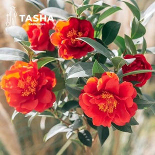 ɽ�軨���������ļ�������ɫ�൤����ֲ���̨ͥԺ�҃����͟��ͺ�