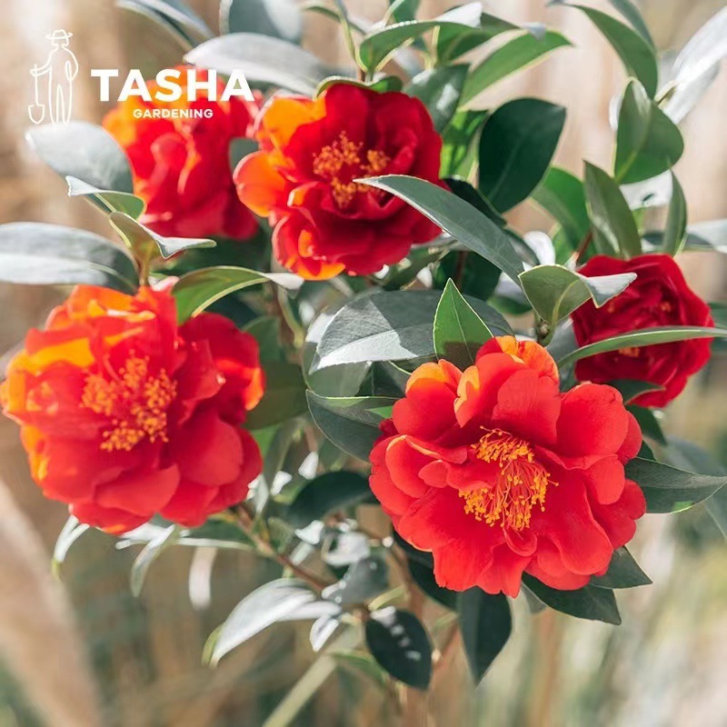 山茶花树苗盆栽四季花卉五色赤丹浓香植物阳台庭院室内外耐热耐寒