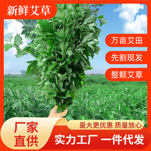 艾草2024新鲜艾草艾叶端午艾洗澡泡脚整颗干艾草家用艾枝通用艾条