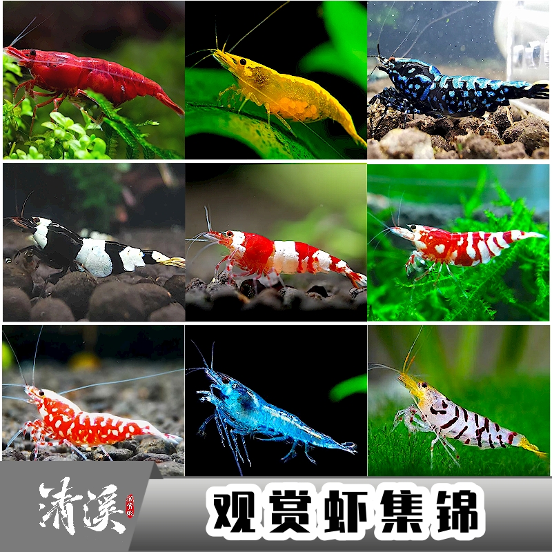 观赏虾红白水晶樱花银河花虎草缸蓝琉极火烤漆鲜活体宠物除藻包邮