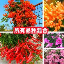 炮仗花种子爬藤花卉大全四季种植绿植庭院围墙老藤垂吊 跨境电商
