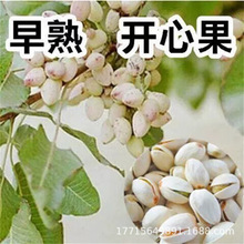 �_�Ĺ����ϱ����Nֲ���箔��Y���_�Ĺ��������Ե��԰����ӾG��