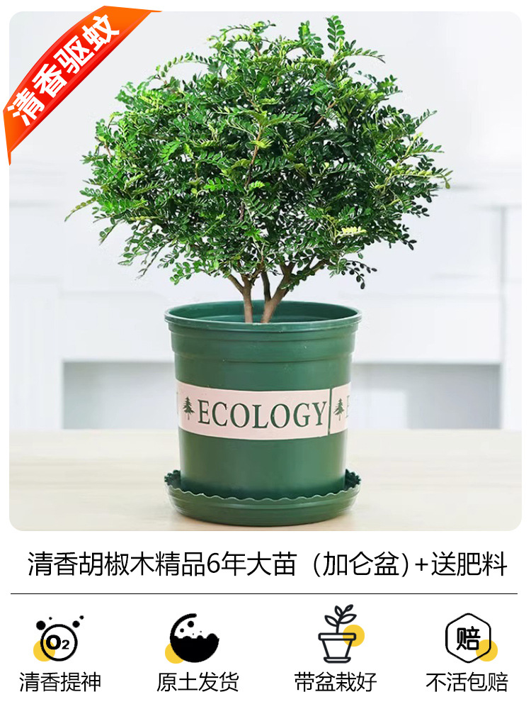 프리미엄 6년근 모기향기(갤런포트) + 무료비료 + 세람사이트