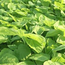 ׈A~{˷NӴŴײ˿߮aļ̨ͥԺ߲˷N