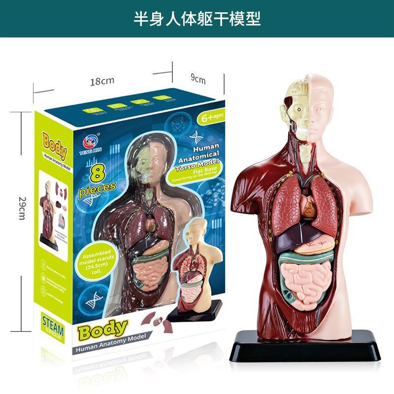 Human body series [simulation half-body anatomical model]]