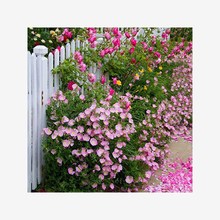 冬天室外易活多年生美丽月见草花种籽子庭院耐寒花卉花仔四季开花